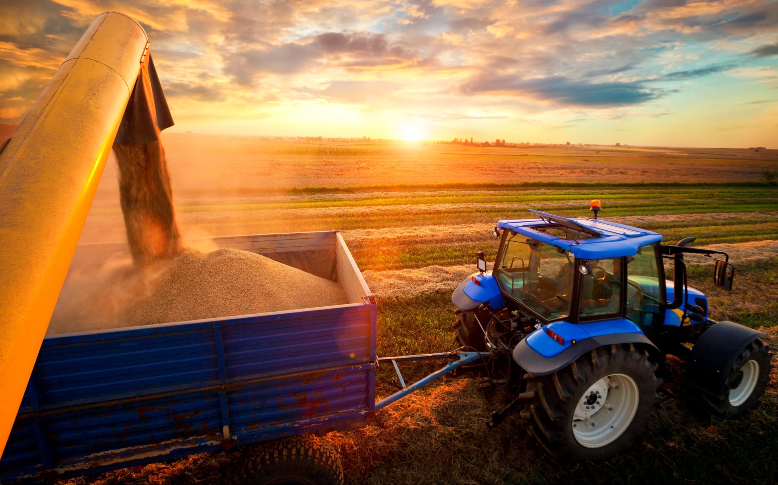 Tractor putting big truck with grain pouring into with sunset